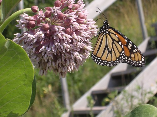 A monarch butterfly perched on a cluster of pink flowers, with a blurred wooden staircase in the background.