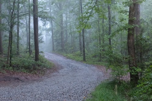 A misty forest path winds through tall trees, with gravel underfoot and lush greenery surrounding the scene.