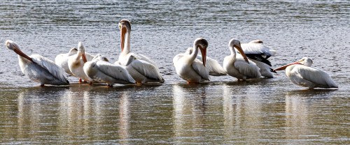 A group of white pelicans resting on the water, with reflections visible on the surface.