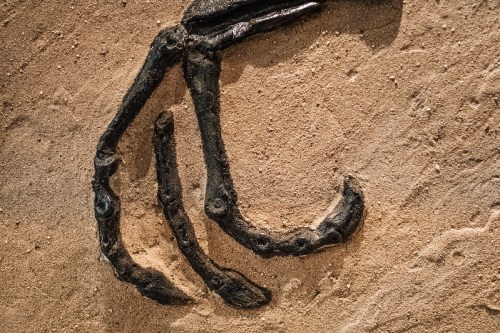 Fossilized dinosaur claw embedded in sandy rock, showcasing intricate bone structure.