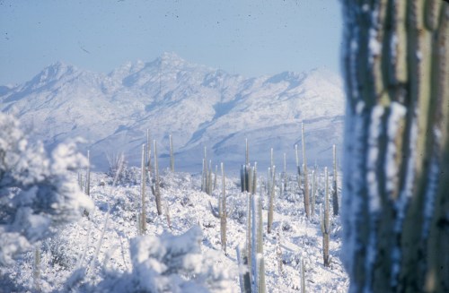 Snow-covered desert landscape with cacti in the foreground and mountains in the background under a clear blue sky.