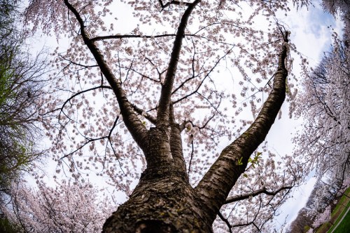 A fisheye view of a cherry blossom tree, showcasing its pink flowers against a cloudy sky.