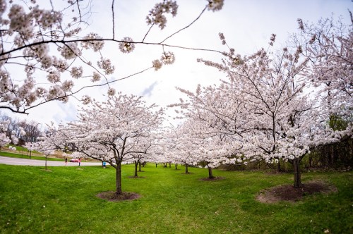Blossoming cherry trees line a grassy path under a cloudy sky, creating a serene springtime scene.