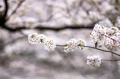 Delicate white cherry blossoms on a branch, softly blurred background creating a serene, springtime atmosphere.