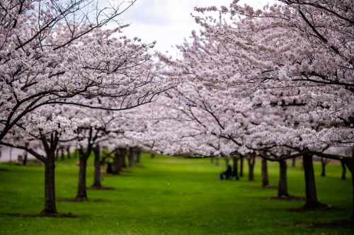 A serene pathway lined with blooming cherry blossom trees, creating a picturesque scene of pink flowers and green grass.