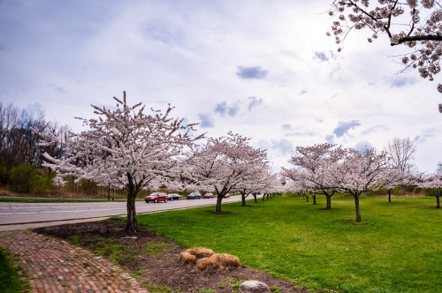 Blossoming cherry trees line a grassy area beside a road under a cloudy sky.
