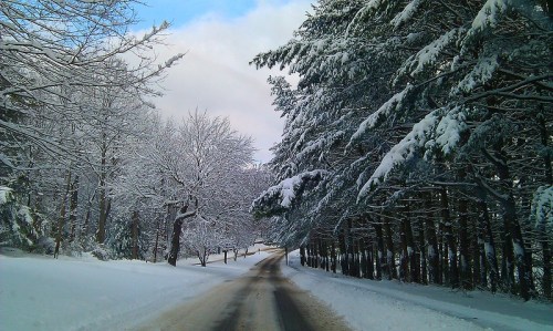 A snowy road lined with trees, creating a serene winter landscape under a partly cloudy sky.