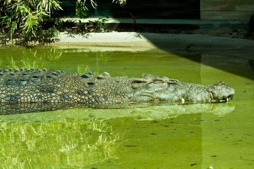A large crocodile resting in shallow green water, partially submerged with sunlight reflecting on the surface.