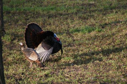 A male turkey displays its feathers next to a female turkey in a grassy area.