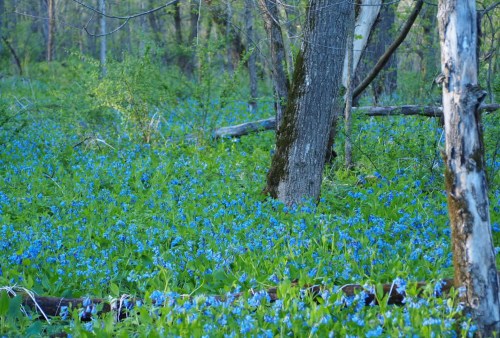 A serene forest scene with vibrant blue flowers covering the ground, surrounded by trees and greenery.
