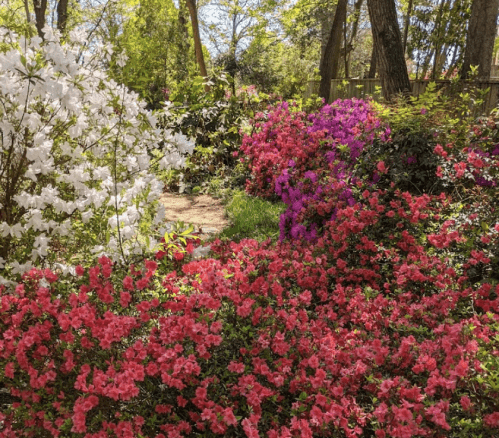 A vibrant garden filled with blooming azaleas in shades of pink, white, and purple, surrounded by lush greenery.