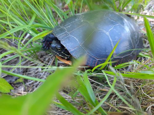 A turtle partially hidden in green grass, with its shell and head visible among the blades.