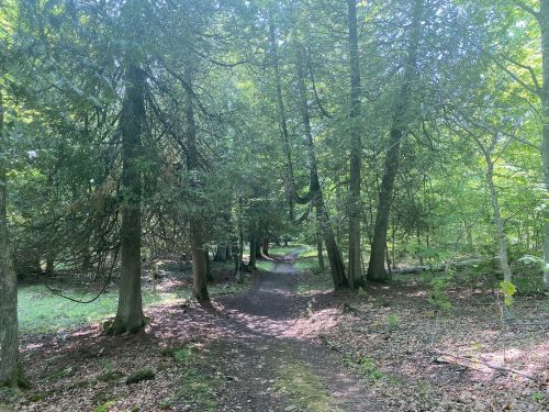 A serene forest path surrounded by tall trees and dappled sunlight filtering through the leaves.