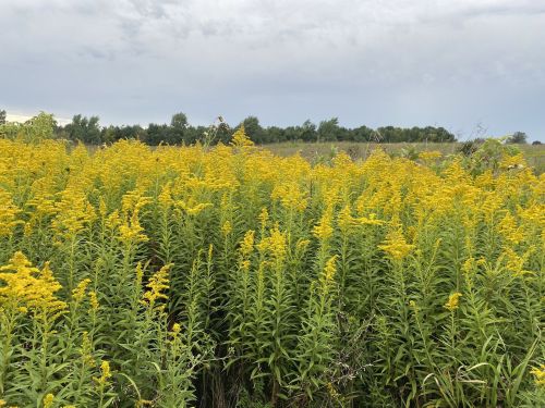 A field of vibrant yellow wildflowers under a cloudy sky, with green foliage and distant trees in the background.