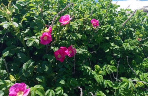 A lush green bush with vibrant pink flowers blooming among the leaves.