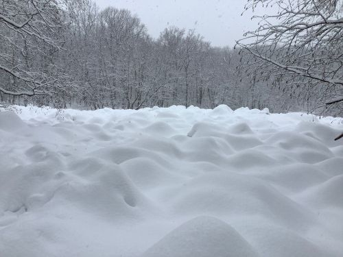 A snowy landscape with undulating mounds of snow, surrounded by trees in a wintery scene.