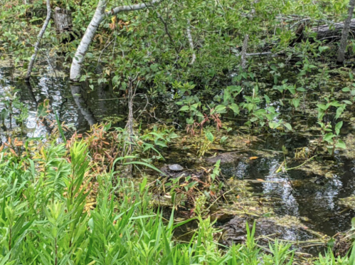 A serene wetland scene with lush greenery, water, and a turtle partially submerged among the plants.