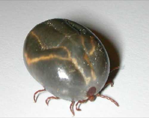 Close-up of a dark, oval-shaped tick with visible legs and a shiny surface on a light background.