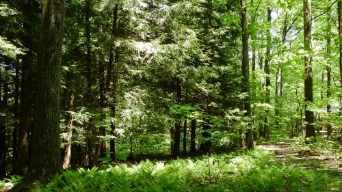 Lush green forest with tall trees and ferns, sunlight filtering through the leaves, creating a serene atmosphere.