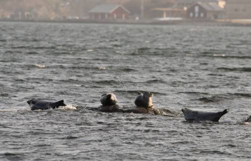 Four seals swimming in a calm body of water, with distant buildings visible along the shoreline.