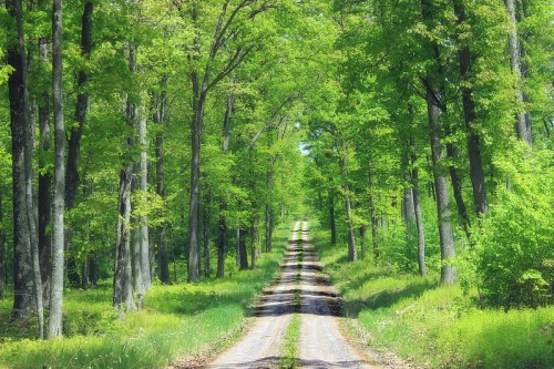 A serene dirt road lined with lush green trees, leading into a vibrant forest.