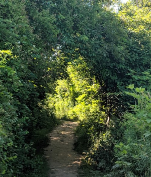 A narrow, sunlit path surrounded by lush greenery and trees, leading into a vibrant, natural area.