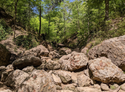 A rocky creek bed surrounded by lush green trees under a clear blue sky.