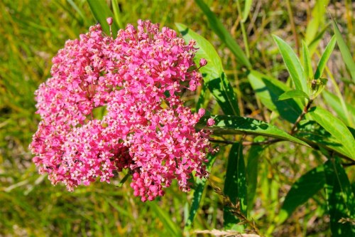 A cluster of vibrant pink flowers surrounded by green grass and leaves.
