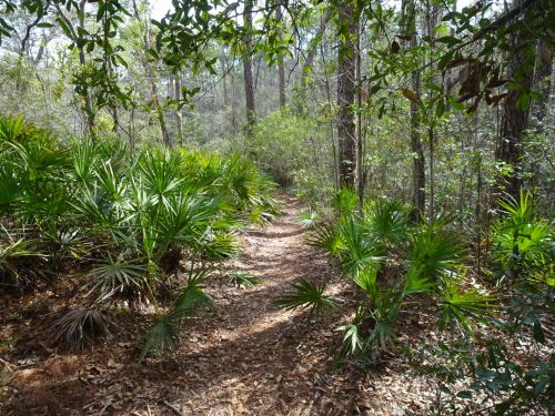 A narrow dirt path winds through a lush forest with green foliage and palm-like plants on either side.