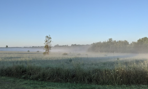 A misty landscape at dawn, featuring a lone tree amidst tall grass and a serene, fog-covered field.