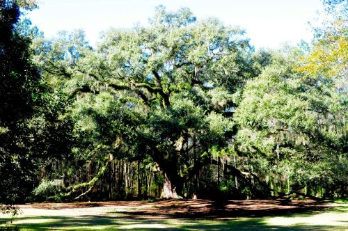 A large, lush oak tree surrounded by greenery and dappled sunlight in a serene outdoor setting.