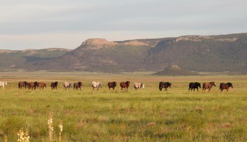 A herd of horses walks across a grassy field with mountains in the background under a clear sky.