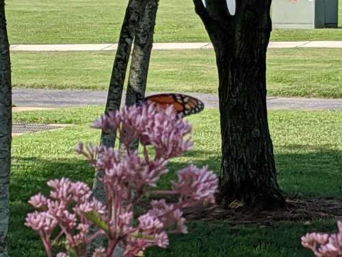 A butterfly rests on pink flowers with trees and grass in the background.
