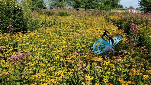 A vibrant field of yellow flowers with a large blue butterfly sculpture nestled among them.