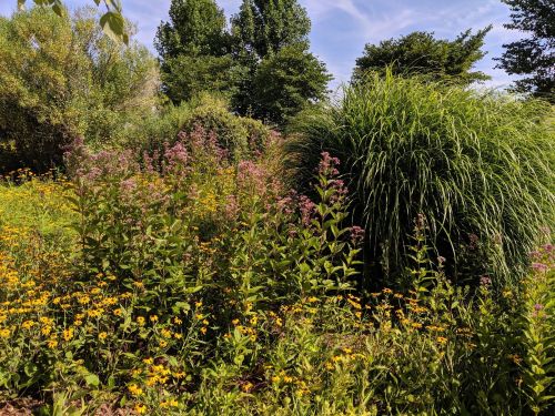 A vibrant garden scene featuring tall grasses and clusters of yellow and pink flowers under a blue sky.