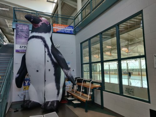 A large inflatable penguin stands near a skating rink, with benches and windows visible in the background.