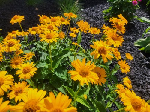 A vibrant cluster of yellow flowers blooming amidst dark mulch and green foliage.