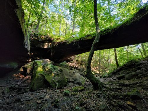 A serene forest scene featuring a large rock formation above, surrounded by lush green trees and moss-covered ground.