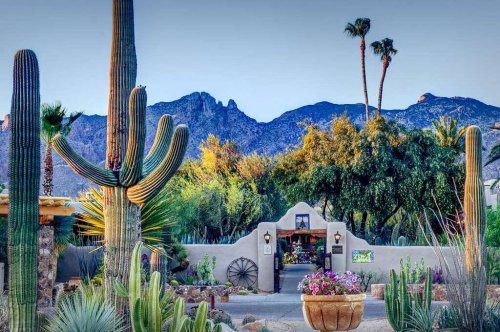 Desert landscape featuring cacti, palm trees, and mountains in the background, with a charming entrance and colorful flowers.