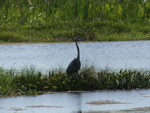 A heron stands in shallow water surrounded by lush green vegetation and tall grass.
