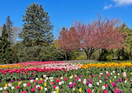 A vibrant garden filled with colorful tulips in bloom, surrounded by trees and a clear blue sky.