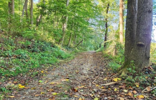 A serene dirt path winding through a lush green forest, with fallen leaves scattered along the ground.