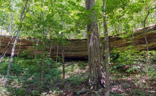 A lush forest scene with a large tree and layered rock formations in the background, surrounded by greenery.