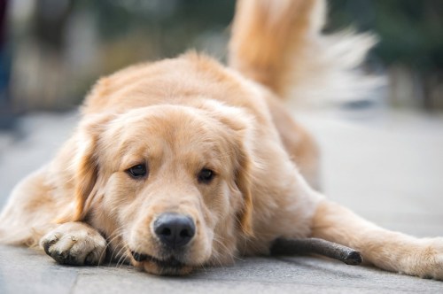 A golden retriever lying on the ground, resting its head on its paws with a stick nearby.