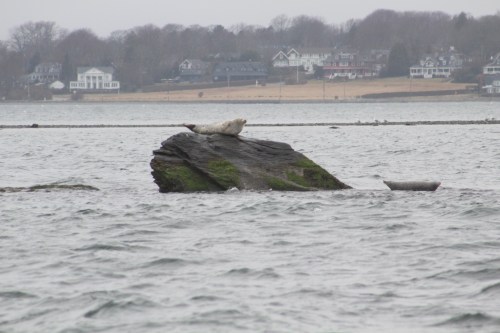A seal rests on a moss-covered rock in a calm sea, with houses visible along the shoreline in the background.
