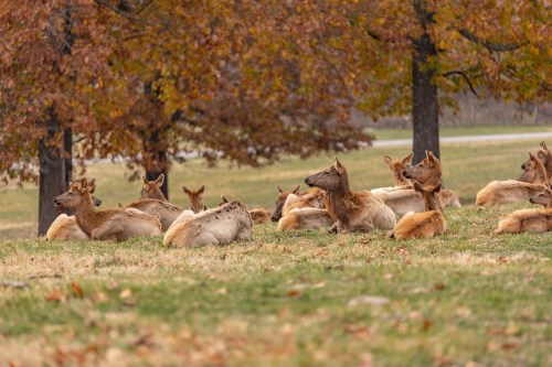 A group of deer resting on grassy ground, surrounded by autumn trees with orange and yellow leaves.