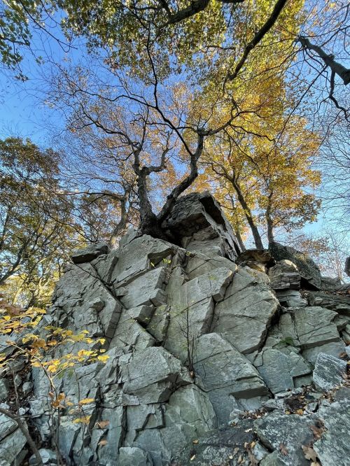 A large rock formation with a tree growing on top, surrounded by autumn foliage and a clear blue sky.