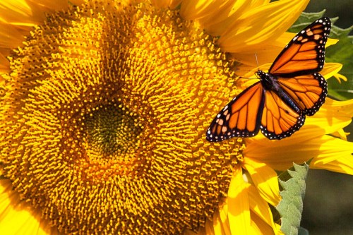 A vibrant monarch butterfly flutters near a bright sunflower, showcasing its orange and black wings against yellow petals.