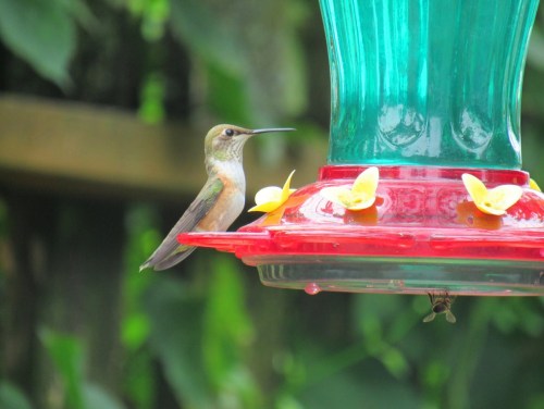 A hummingbird perched near a colorful feeder surrounded by greenery.