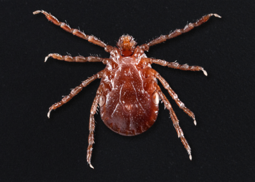 Close-up of a reddish-brown tick on a black background, showcasing its eight legs and textured body.